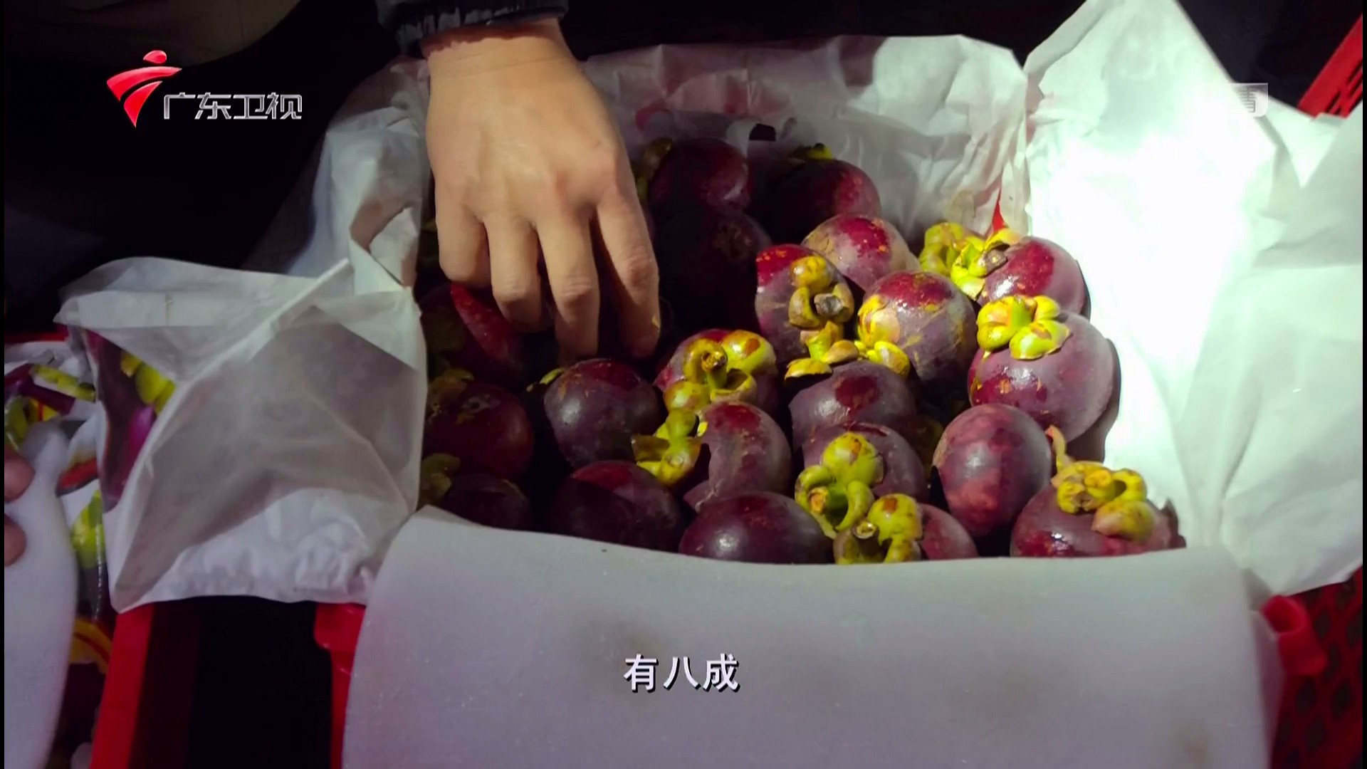 老广的味道 第四季剧照的剧照