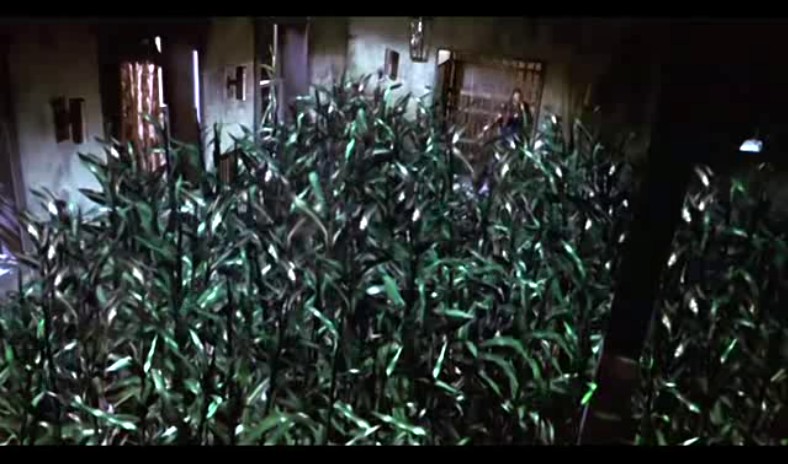 玉米田的小孩7剧照的剧照