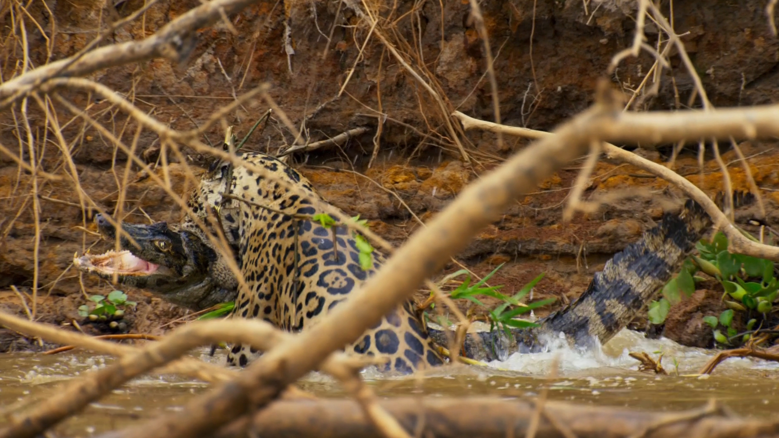 地球脉动2：奇迹世界剧照的剧照