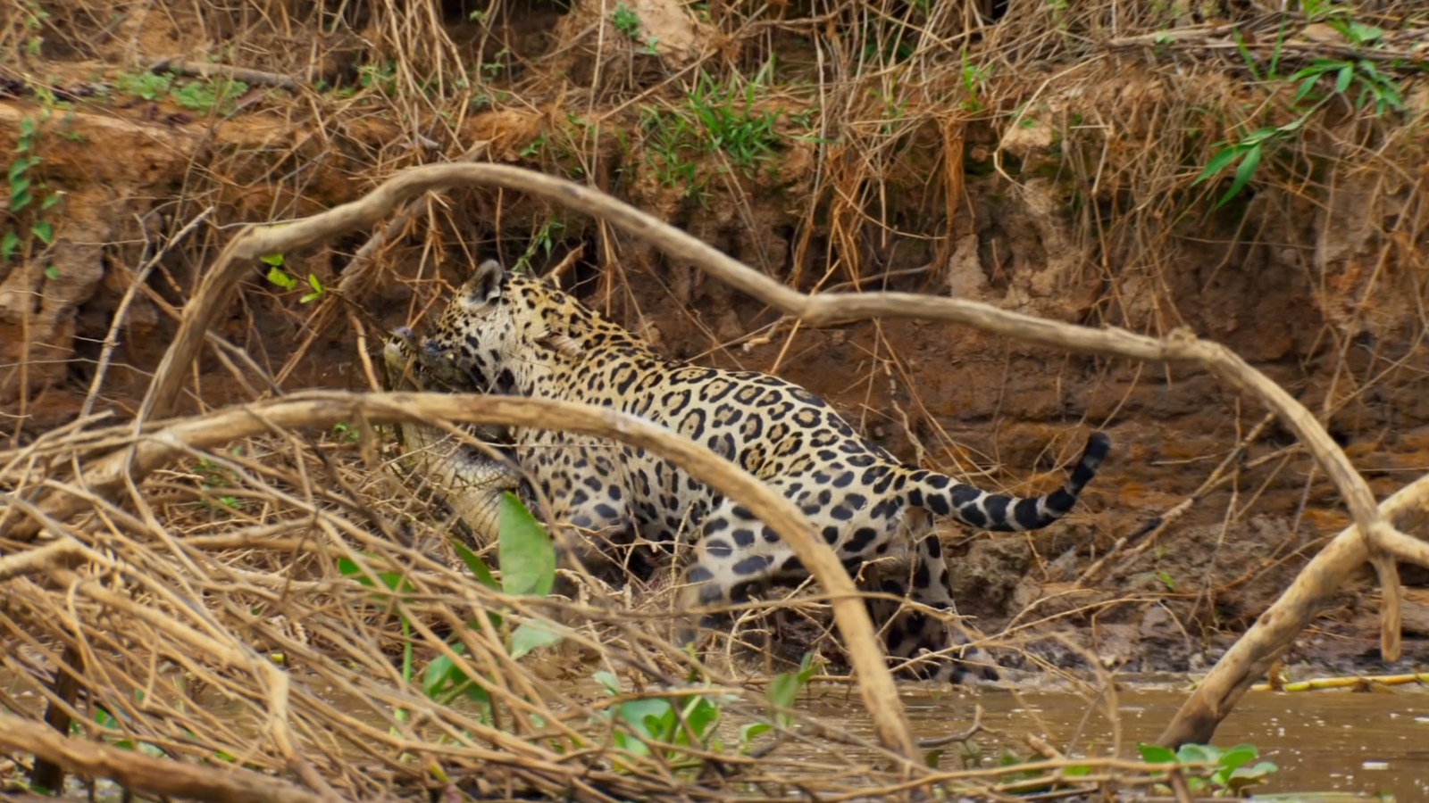 地球脉动2：奇迹世界剧照的剧照