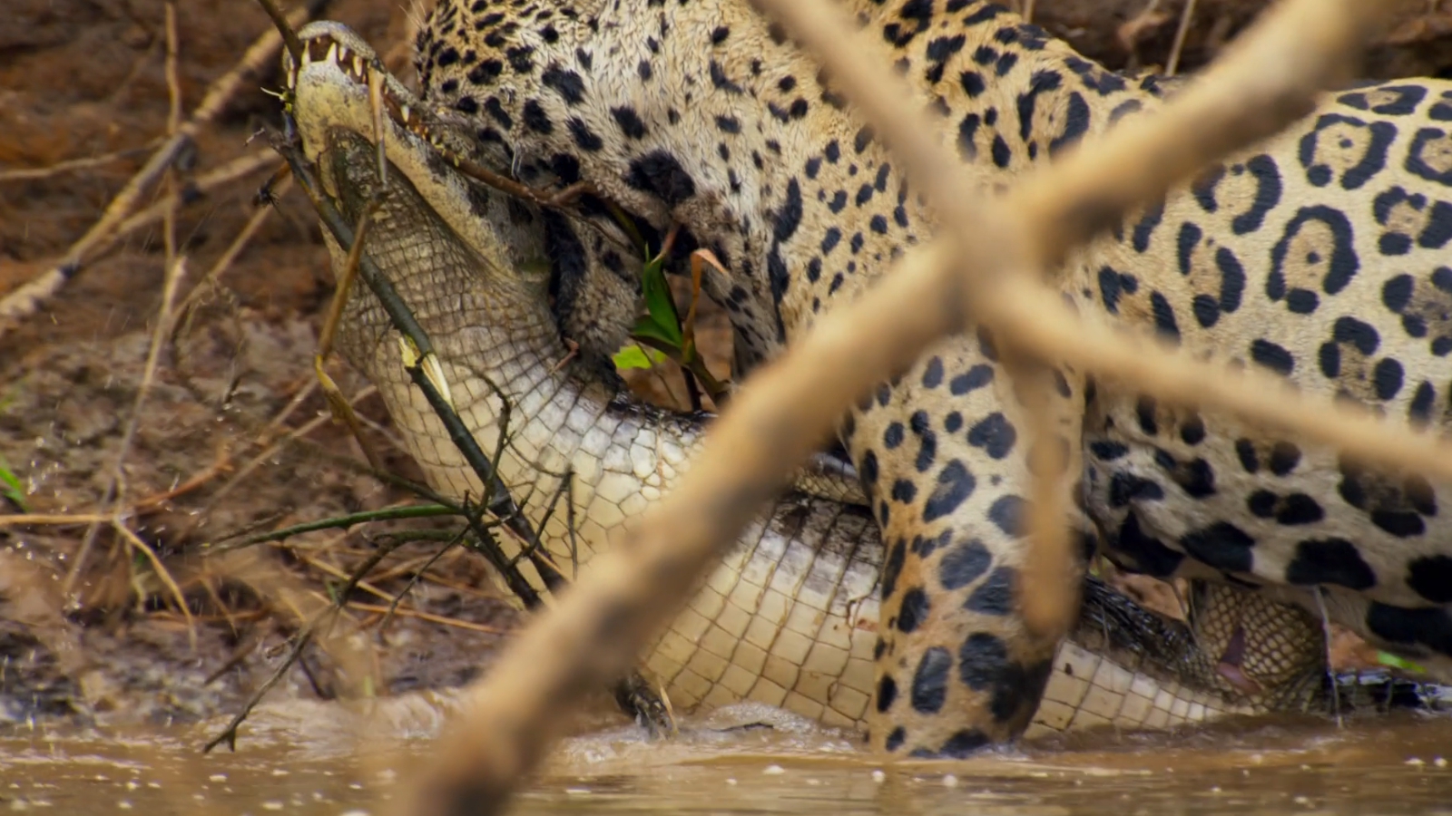 地球脉动2：奇迹世界剧照的剧照