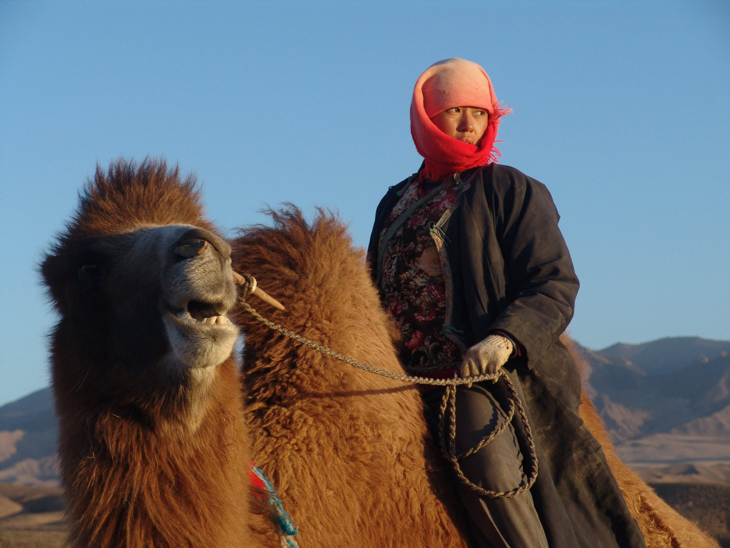 图雅的婚事剧照的剧照