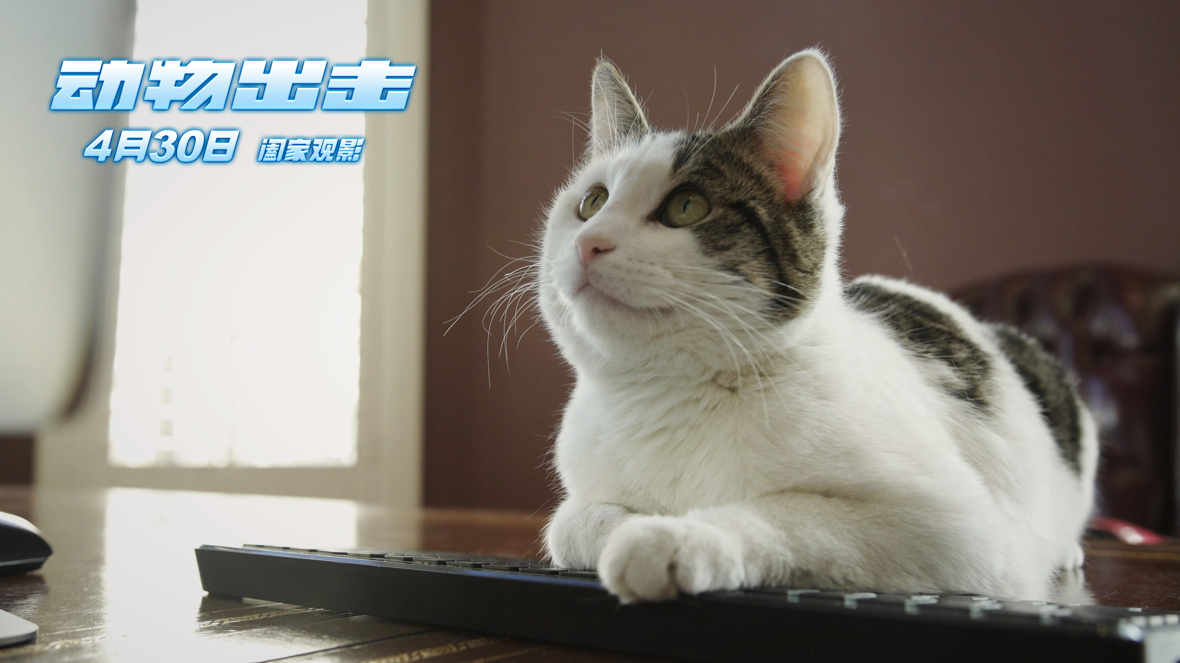 动物出击剧照的剧照