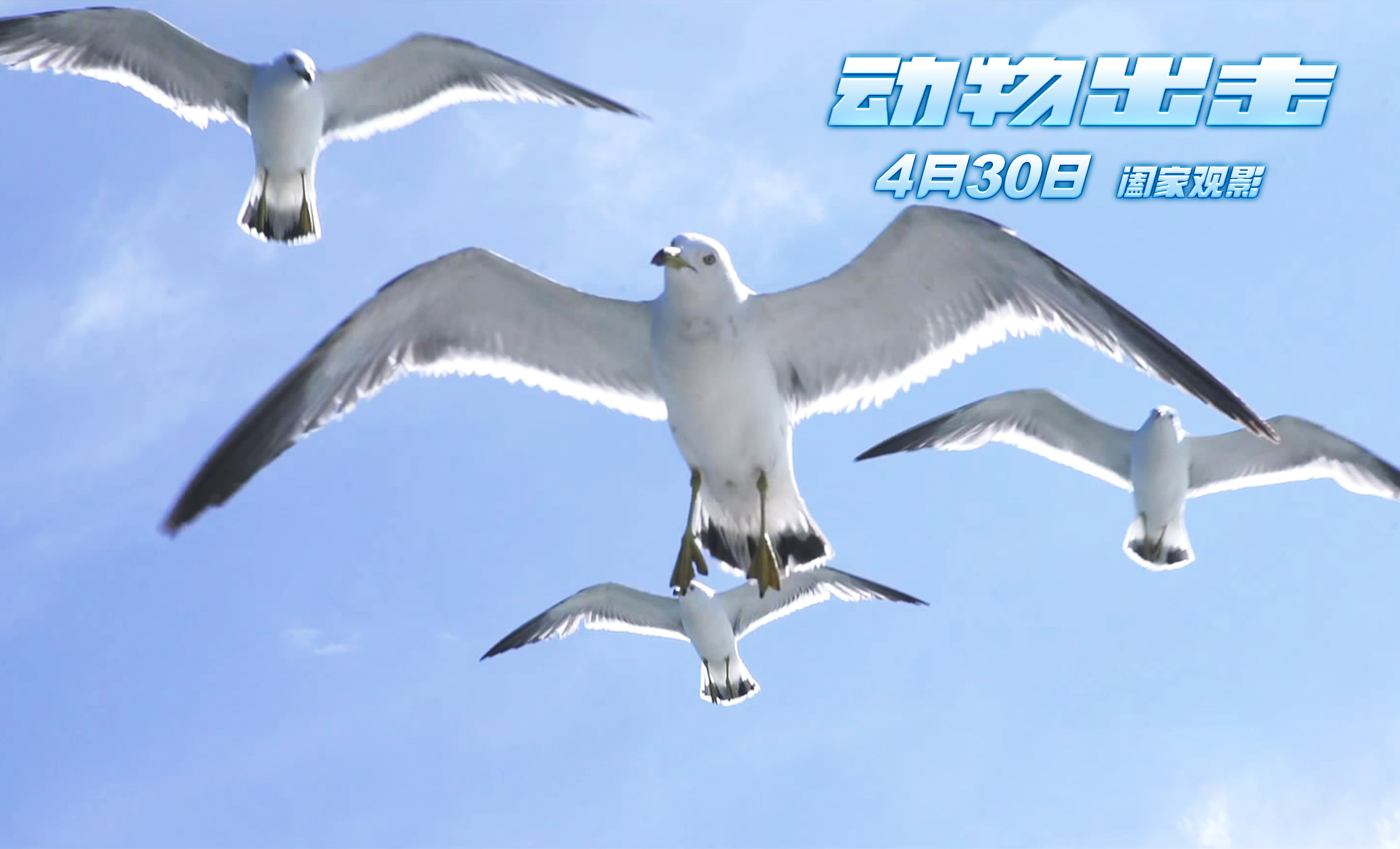 动物出击剧照的剧照