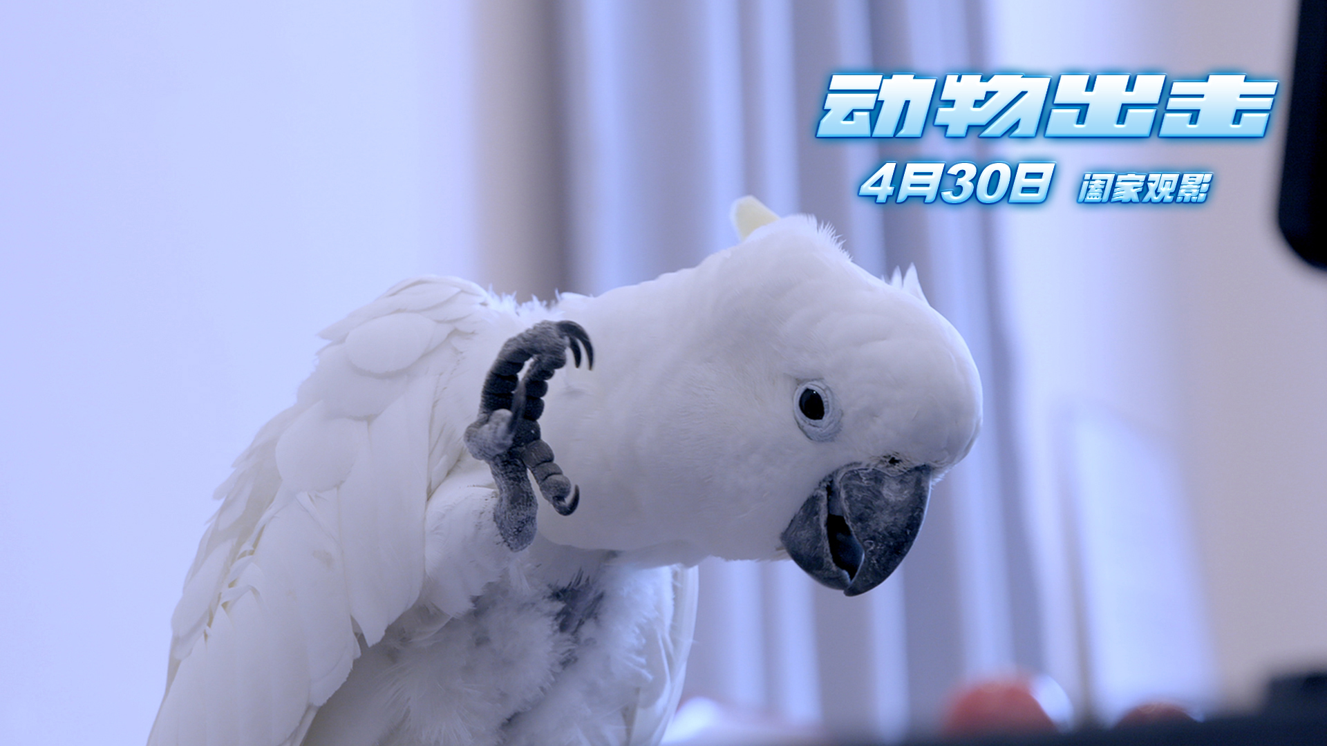 动物出击剧照的剧照