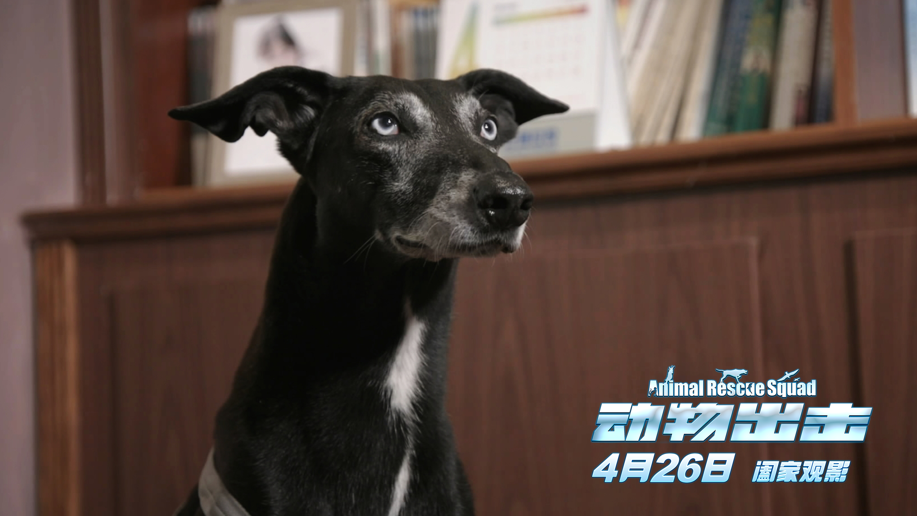 动物出击剧照的剧照