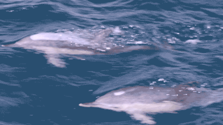 动物出击剧照的剧照