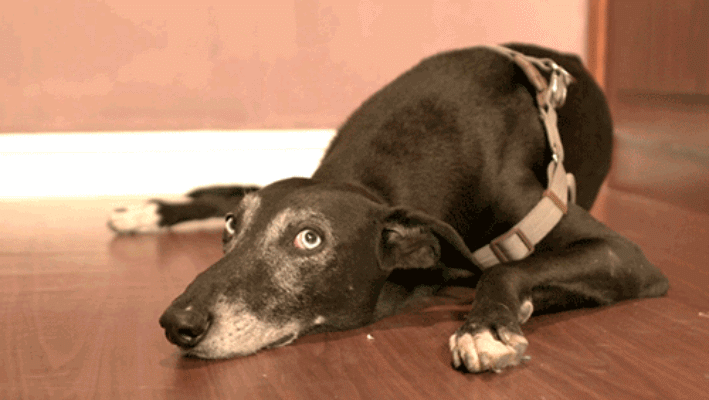 动物出击剧照的剧照