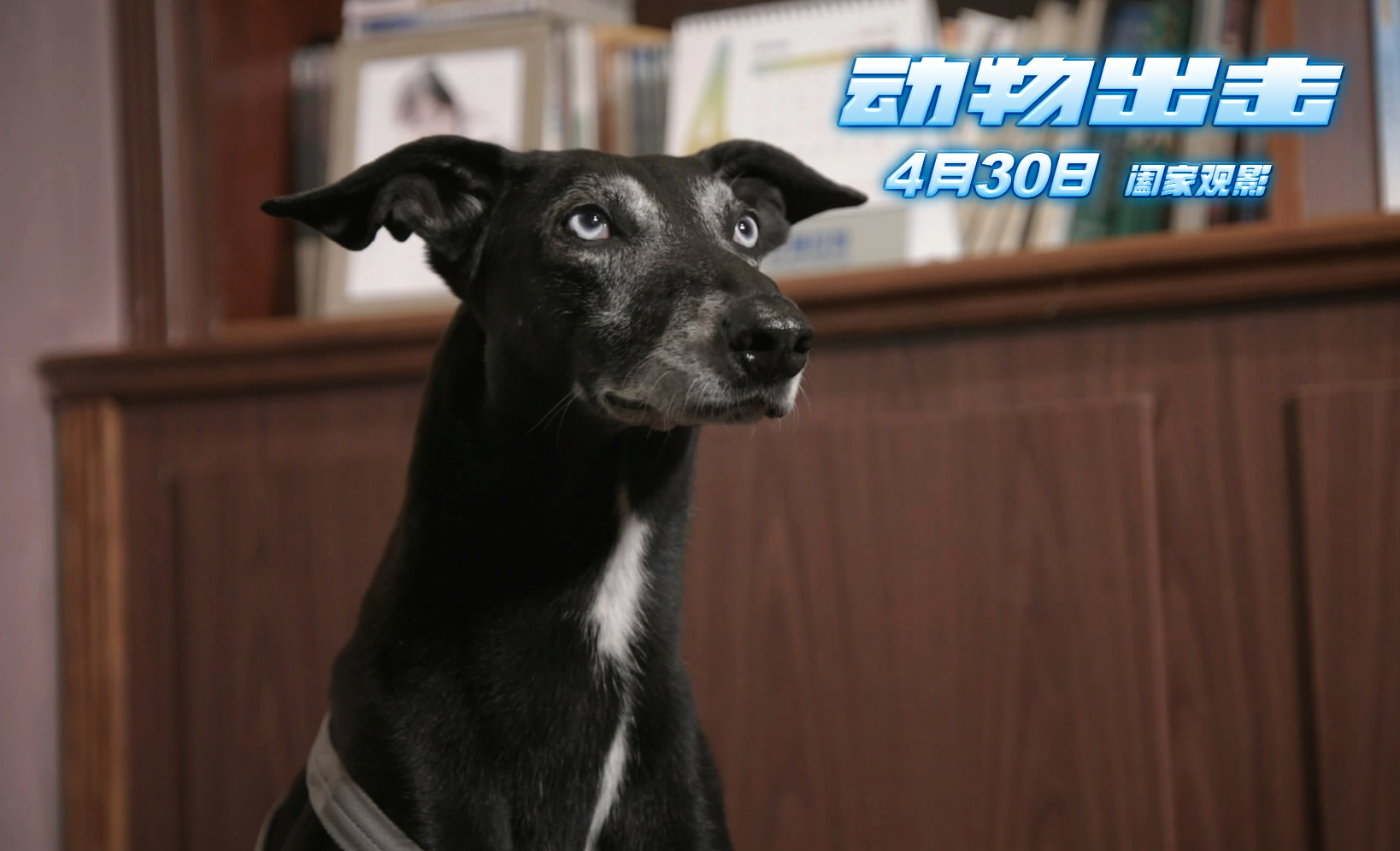 动物出击剧照的剧照