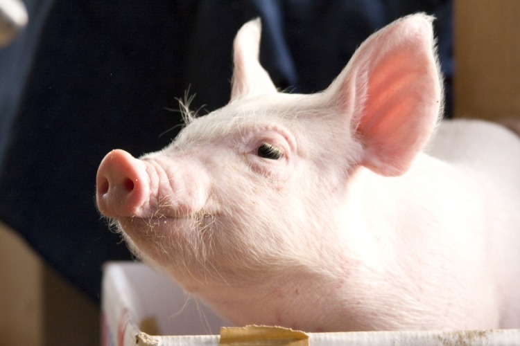 小猪教室剧照的剧照