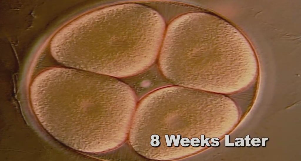 一夜大肚剧照的剧照