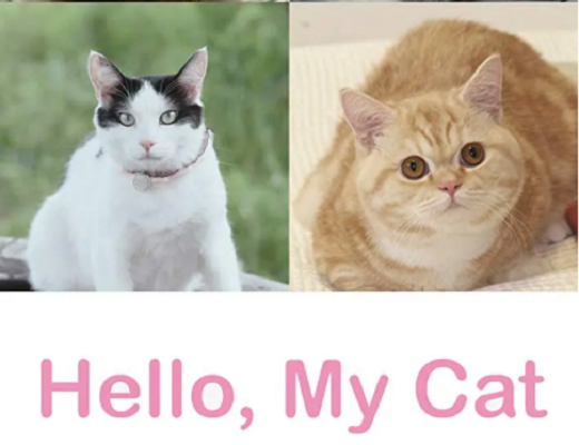 只有我没有猫剧照的剧照