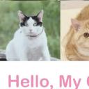 只有我没有猫剧照