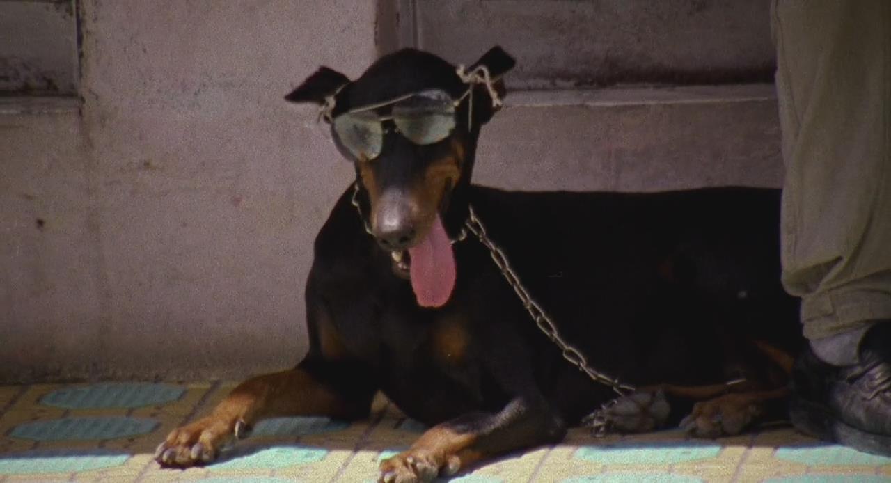 杀手悲歌剧照的剧照