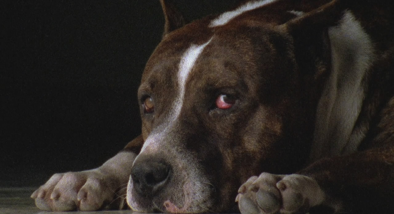 杀手悲歌剧照的剧照