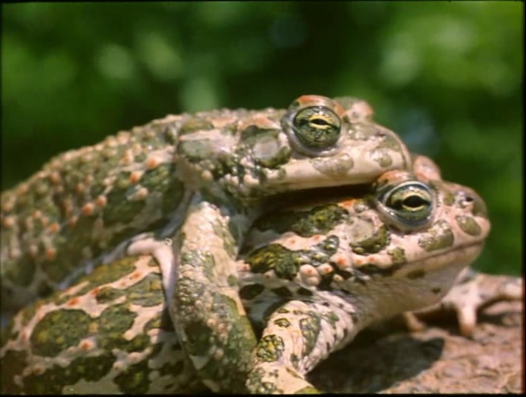 蓝色星球剧照的剧照