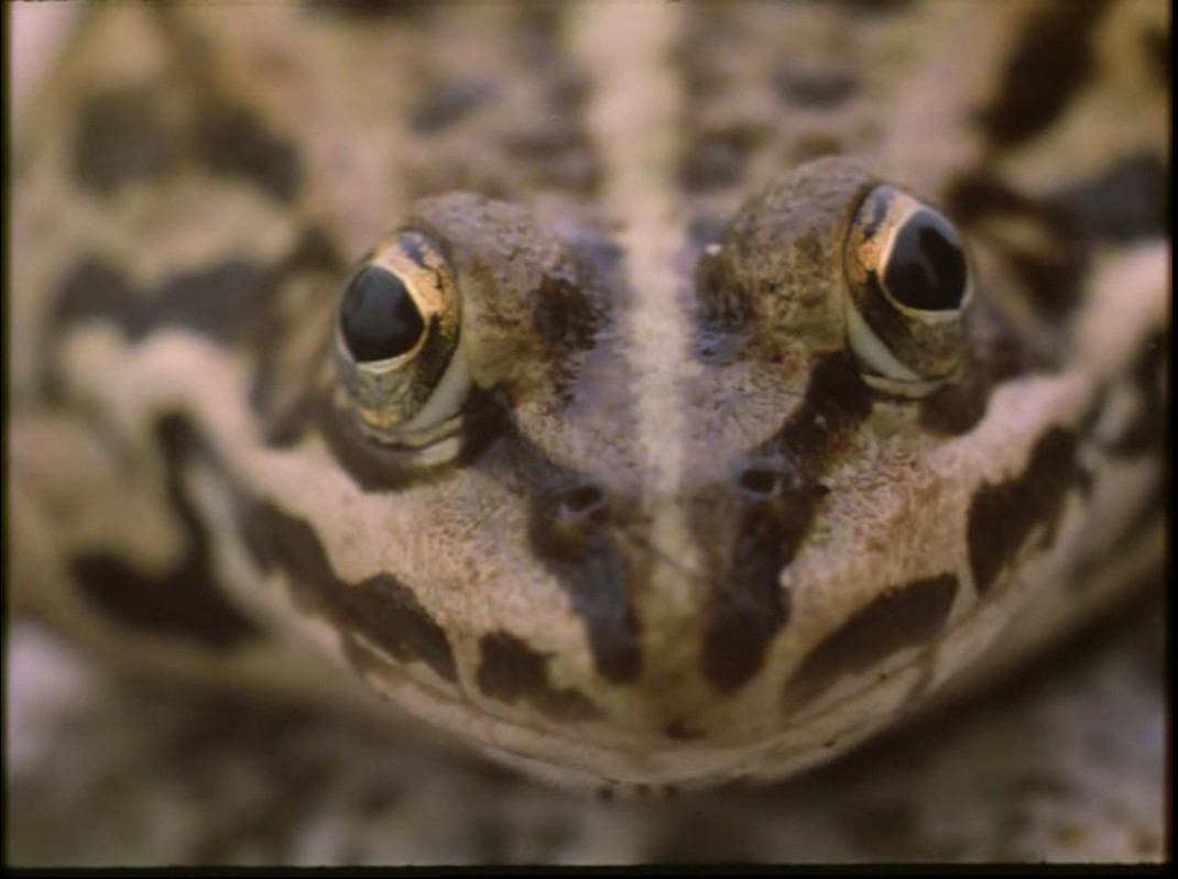 蓝色星球剧照的剧照