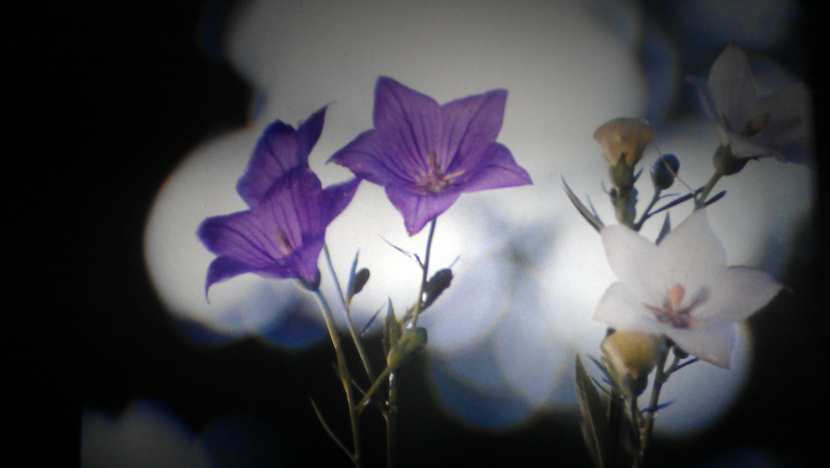 桔梗花剧照的剧照