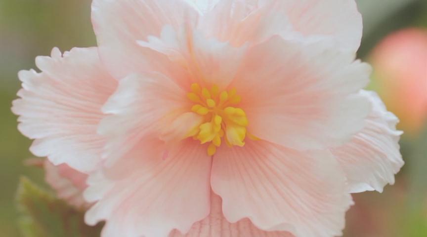 沙尼达尔之花剧照的剧照