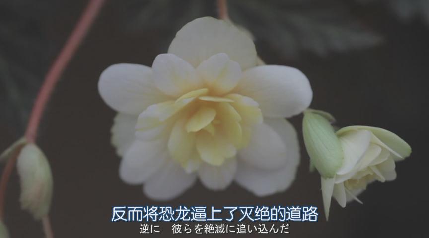 沙尼达尔之花剧照的剧照