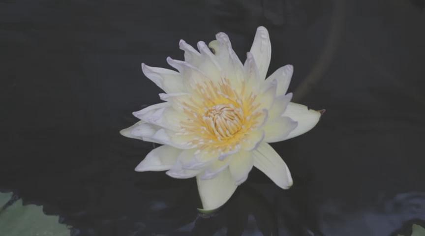 沙尼达尔之花剧照的剧照