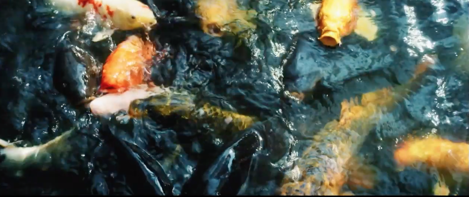 我们是小僵尸剧照的剧照