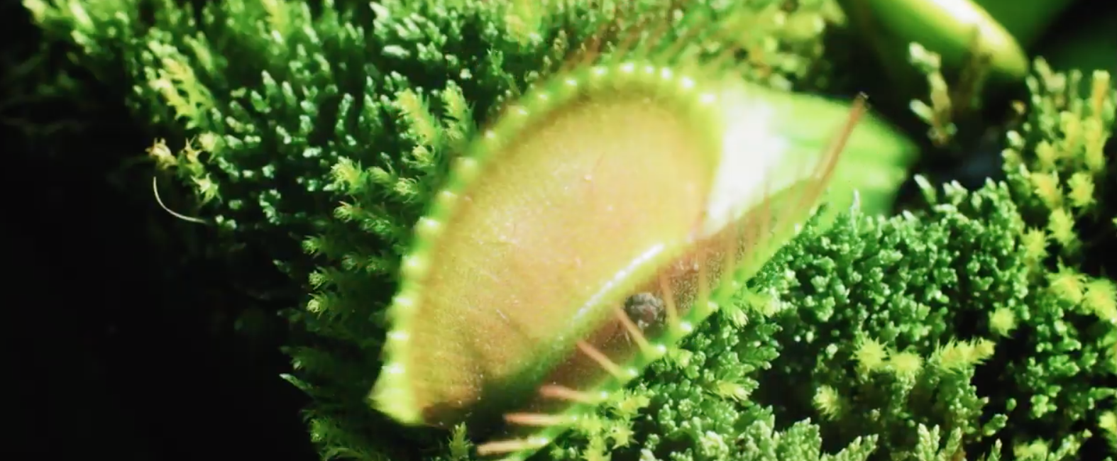 我们是小僵尸剧照的剧照