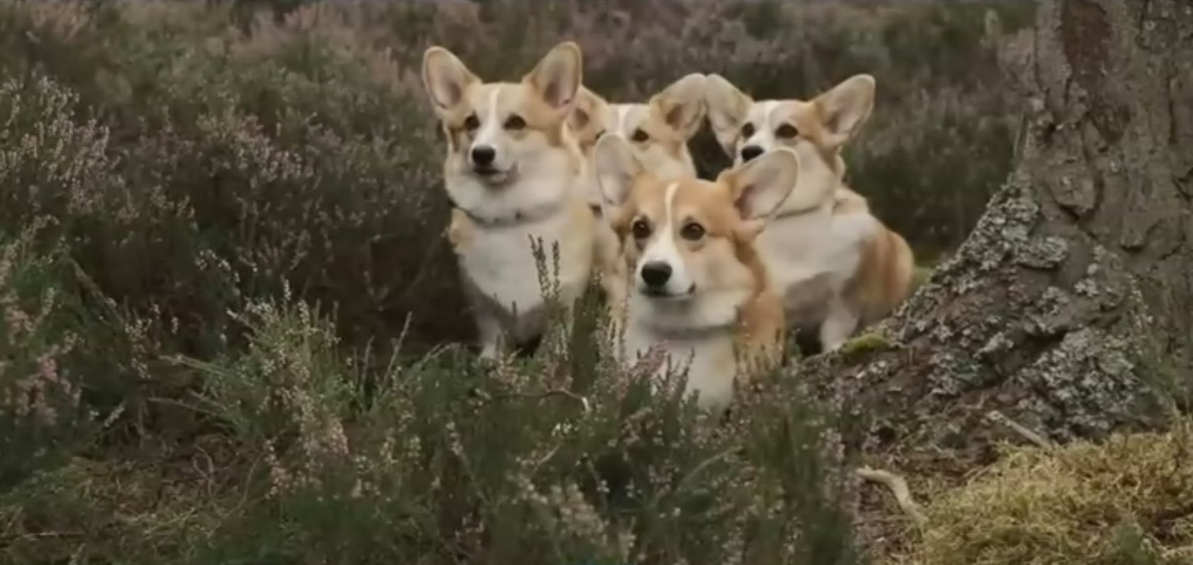 女王剧照的剧照