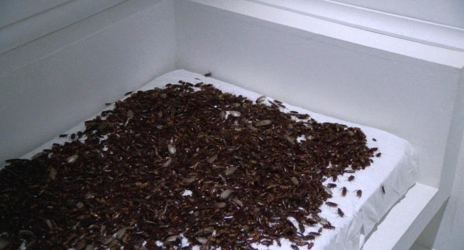 鬼作秀剧照的剧照