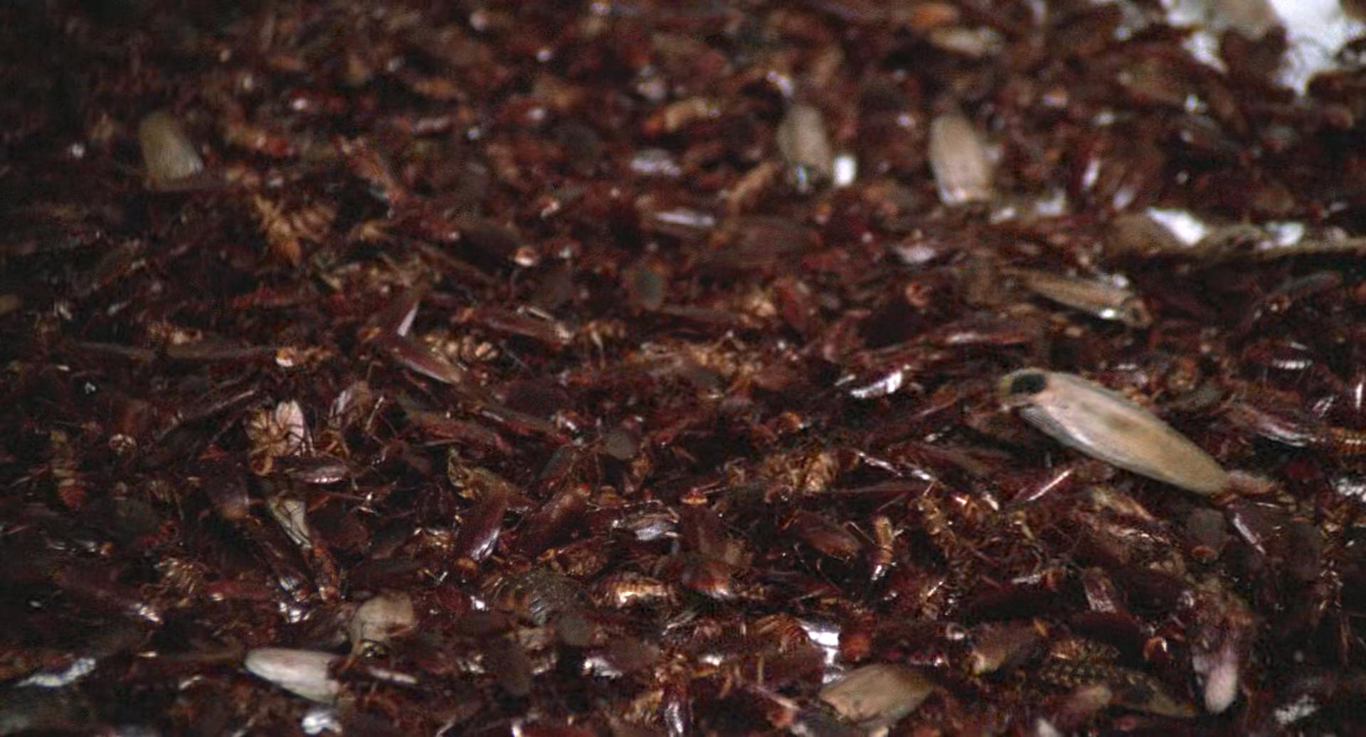 鬼作秀剧照的剧照