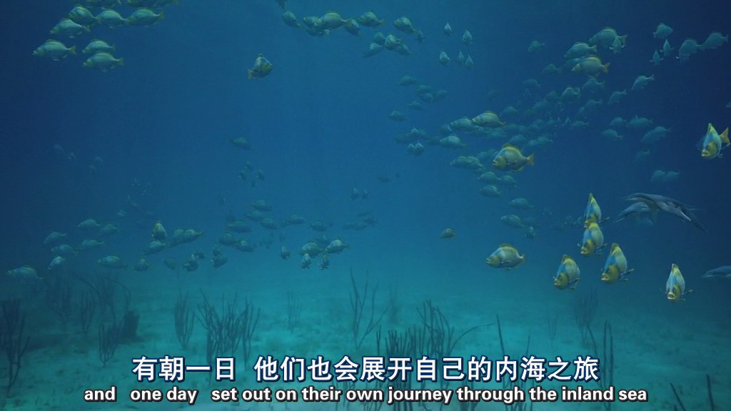 与海怪同行剧照的剧照