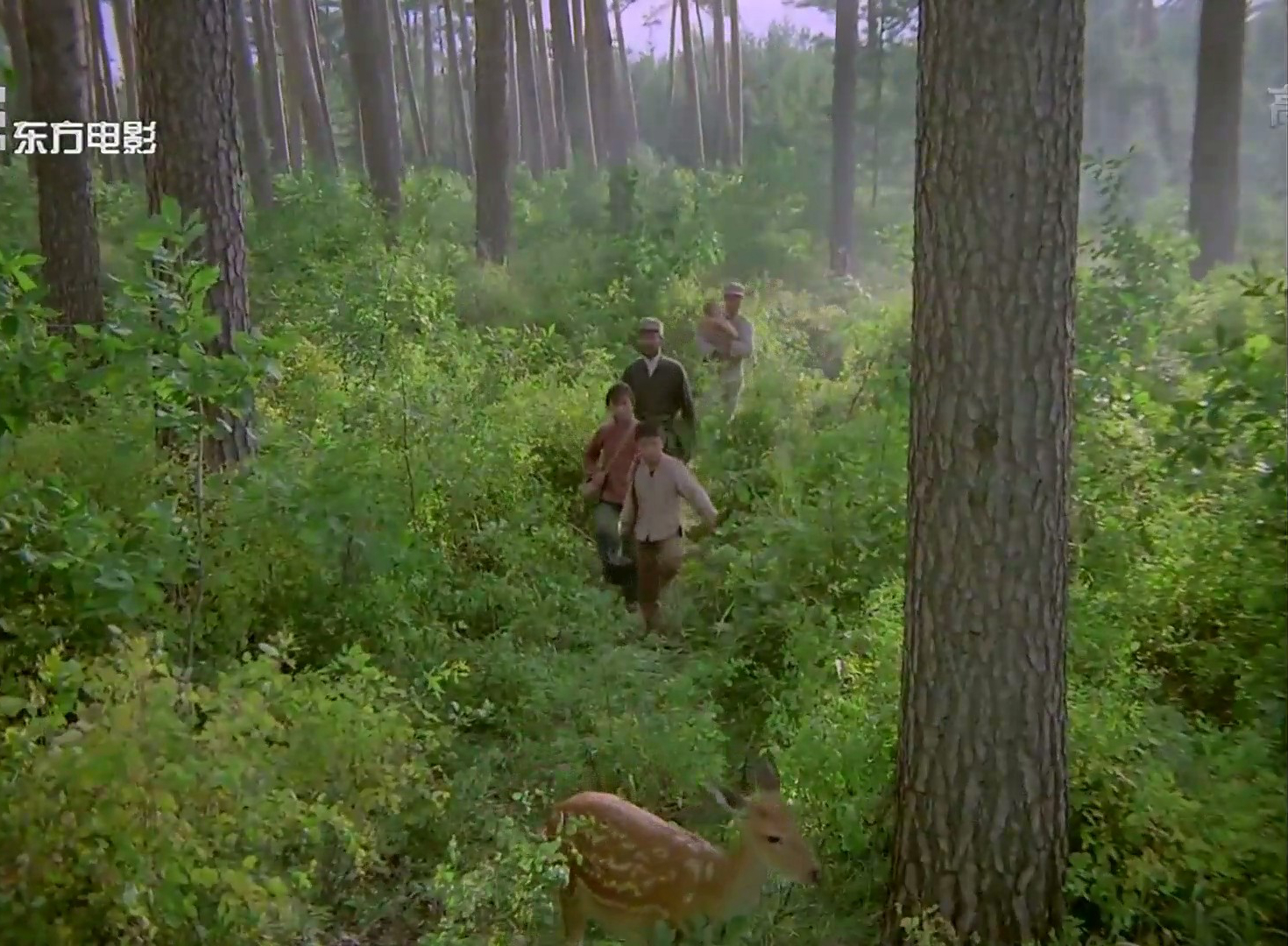 鹿鸣翠谷剧照的剧照