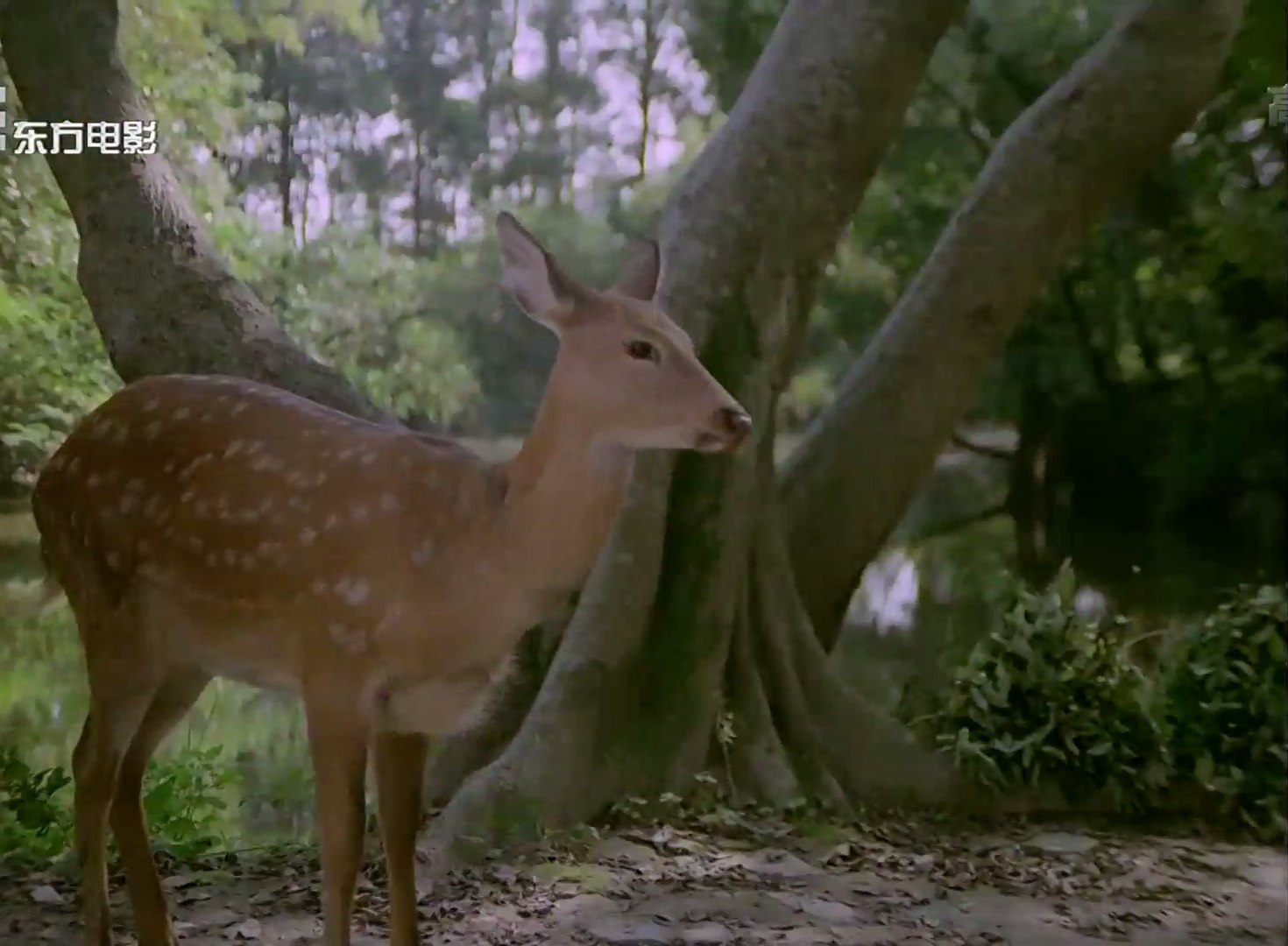 鹿鸣翠谷剧照的剧照