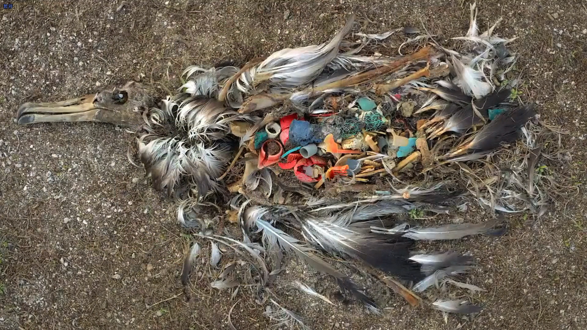 塑料海洋剧照的剧照