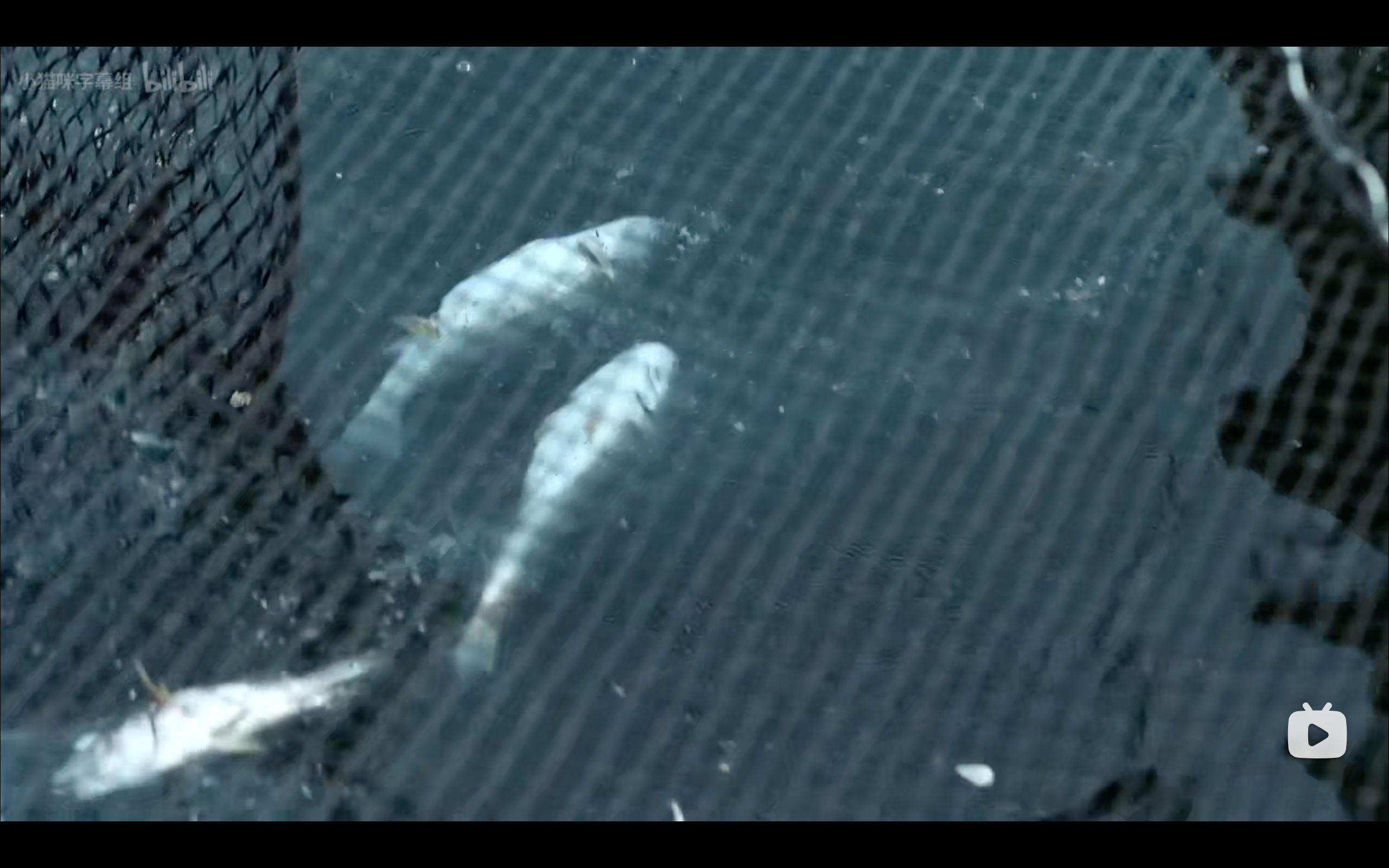 塑料海洋剧照的剧照