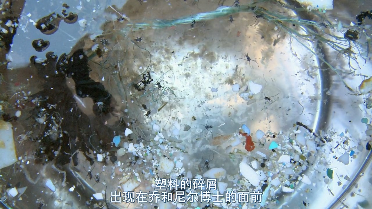 塑料海洋剧照的剧照