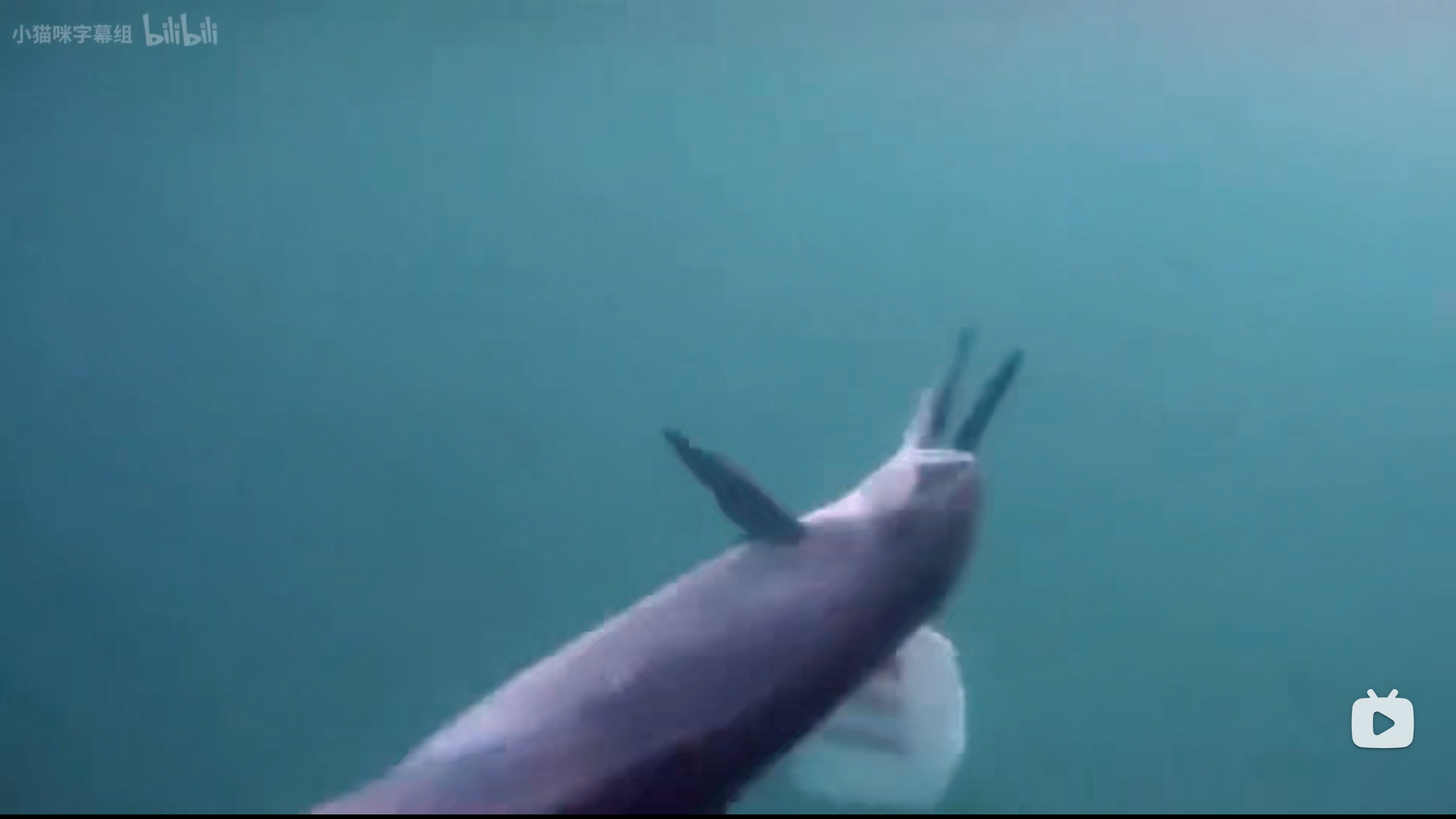 塑料海洋剧照的剧照