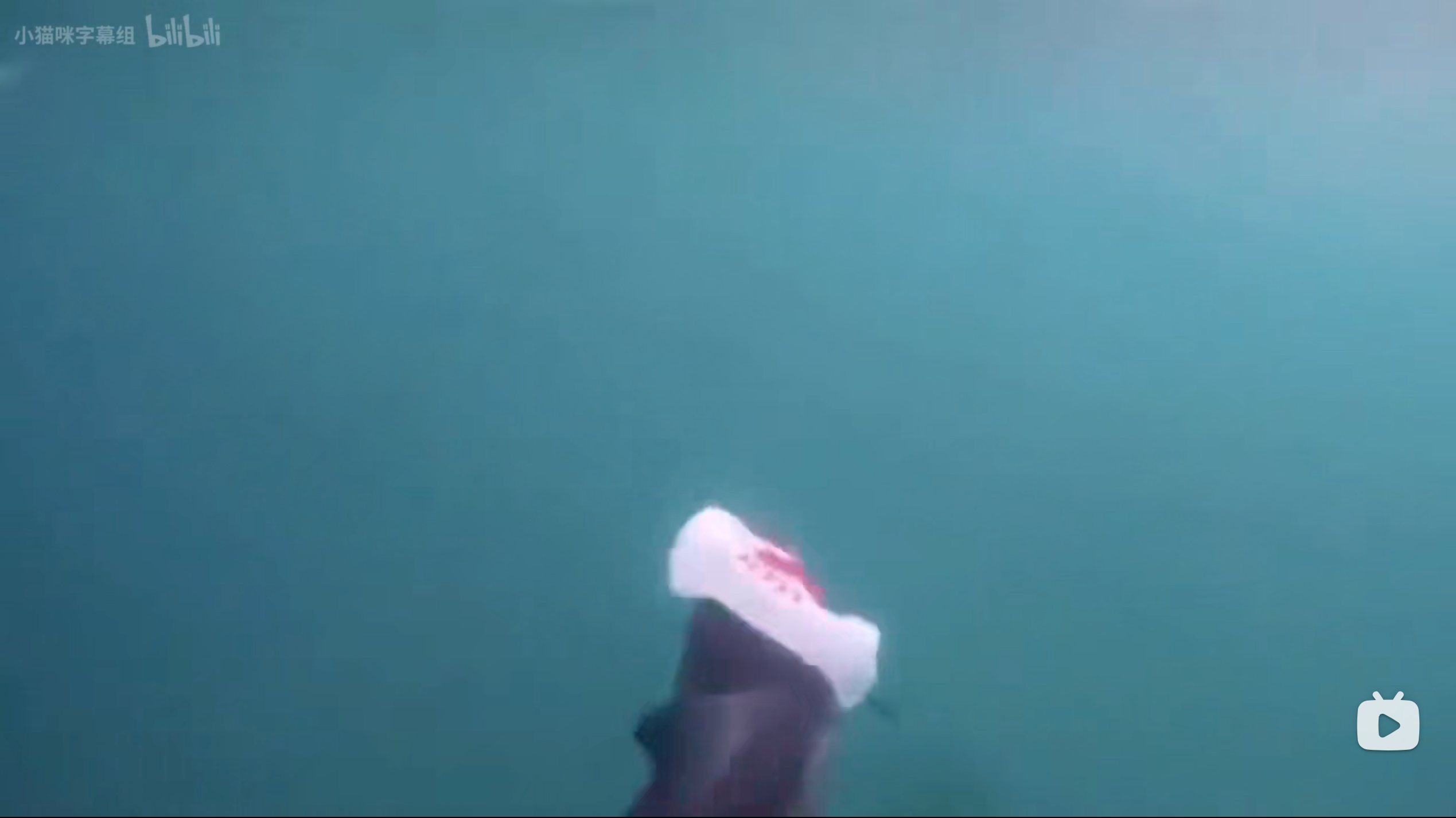 塑料海洋剧照的剧照