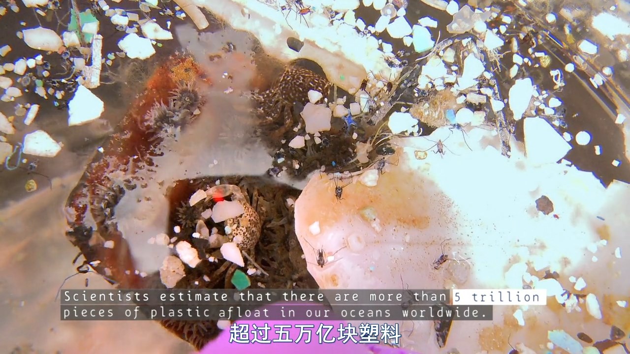 塑料海洋剧照的剧照