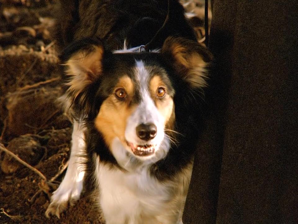 四签名剧照的剧照