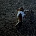 牡蛎与风的故事剧照