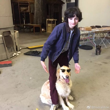 金翅雀剧照的剧照