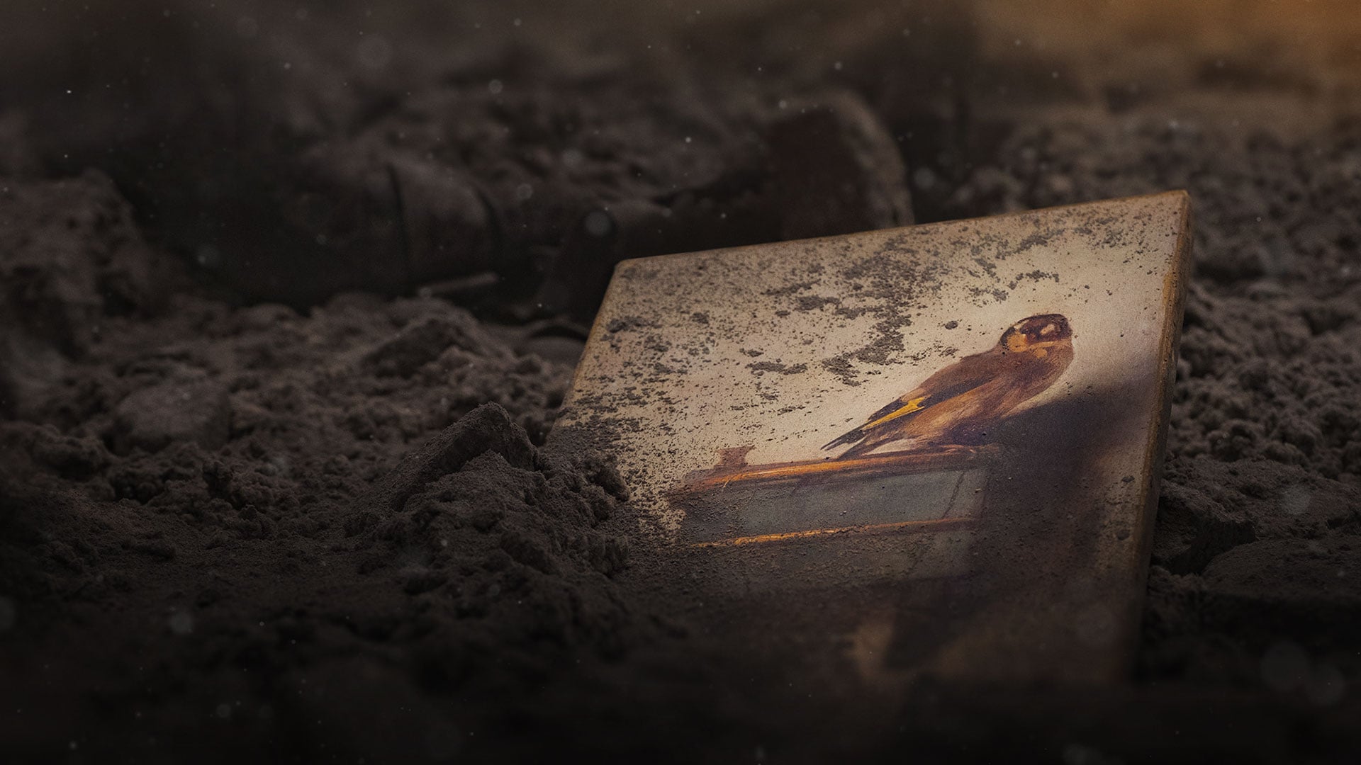 金翅雀剧照的剧照