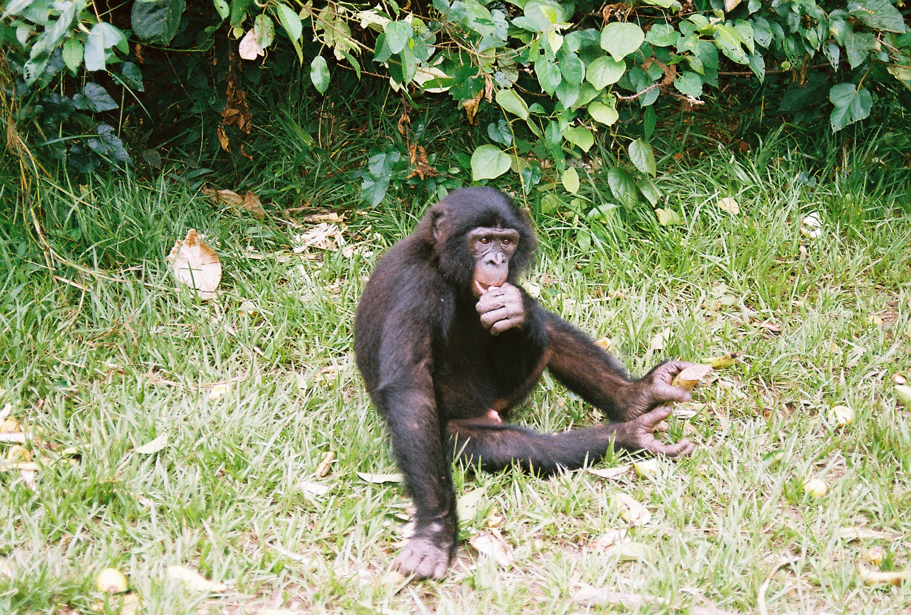 Bonobos剧照的剧照