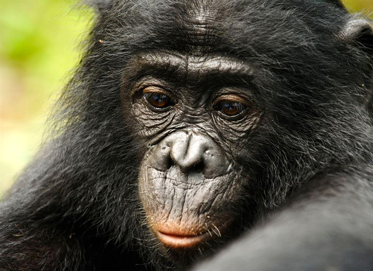 Bonobos剧照的剧照