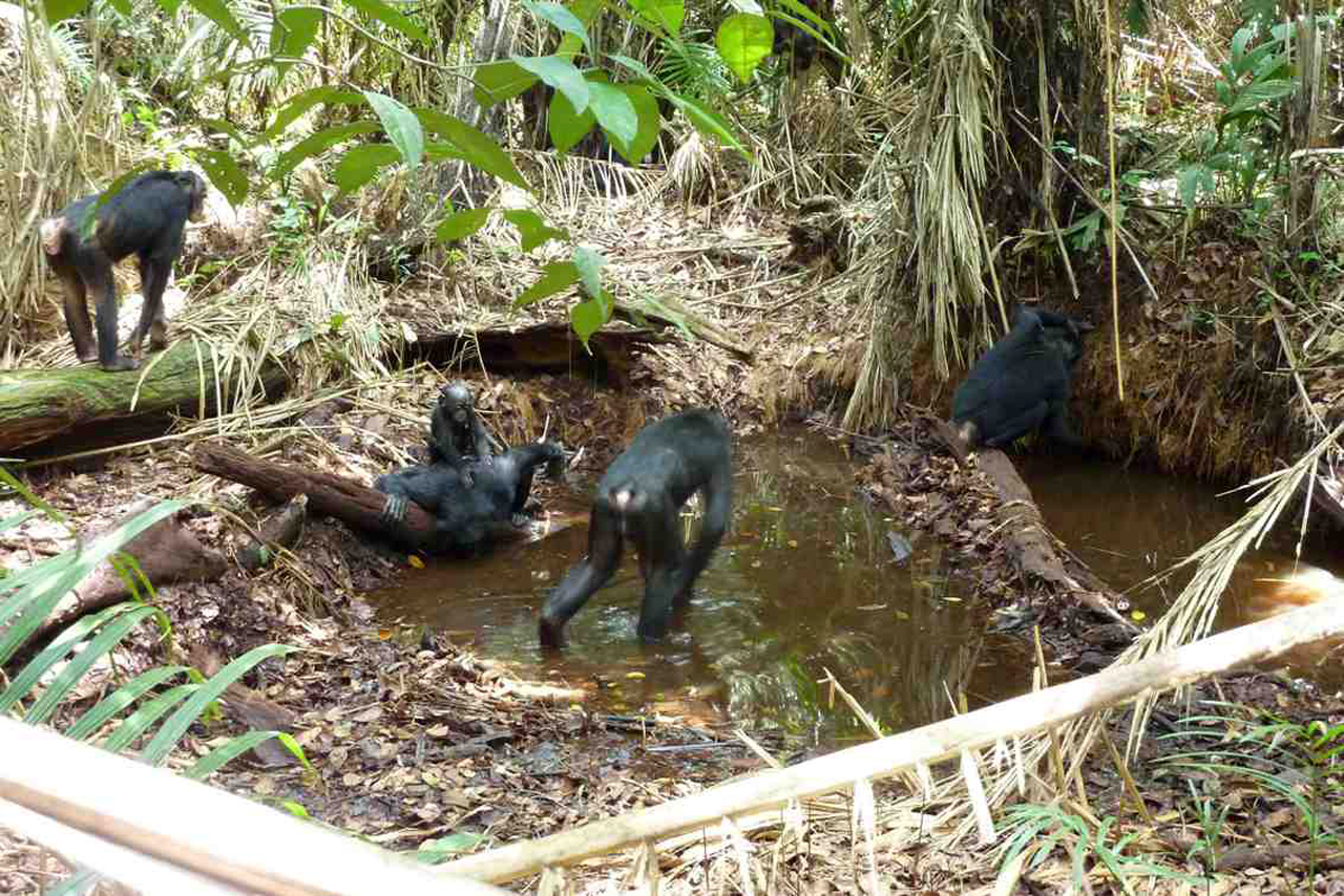 Bonobos剧照的剧照