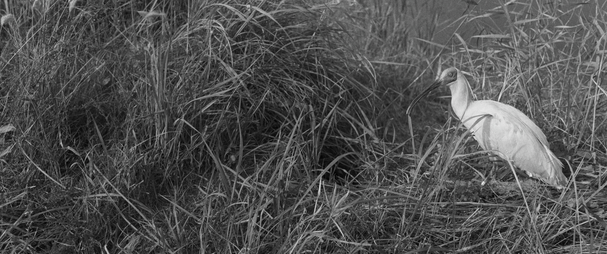 塬上剧照的剧照