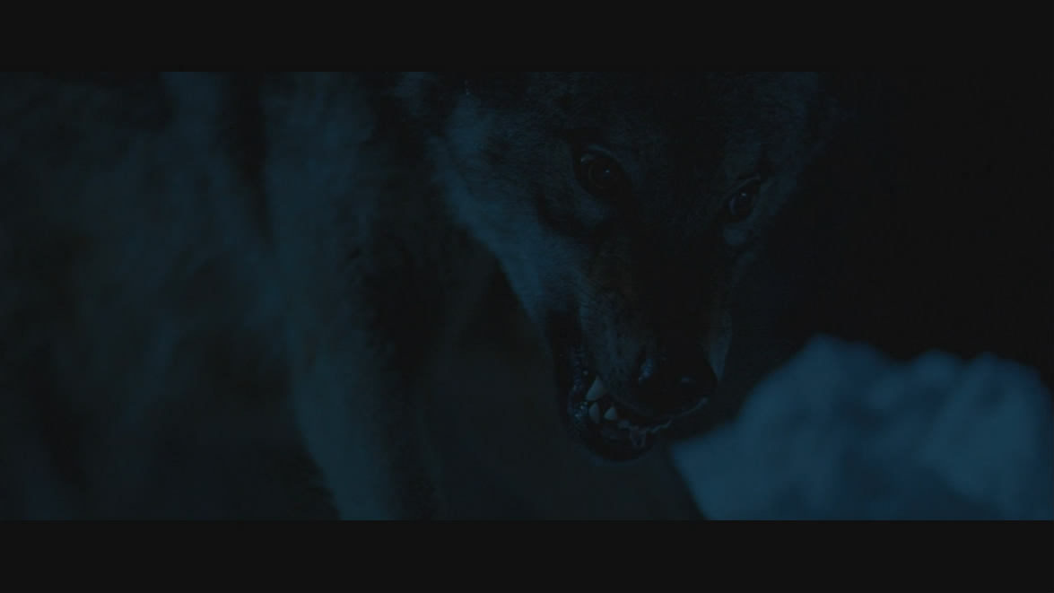 灵犬雪莉剧照的剧照