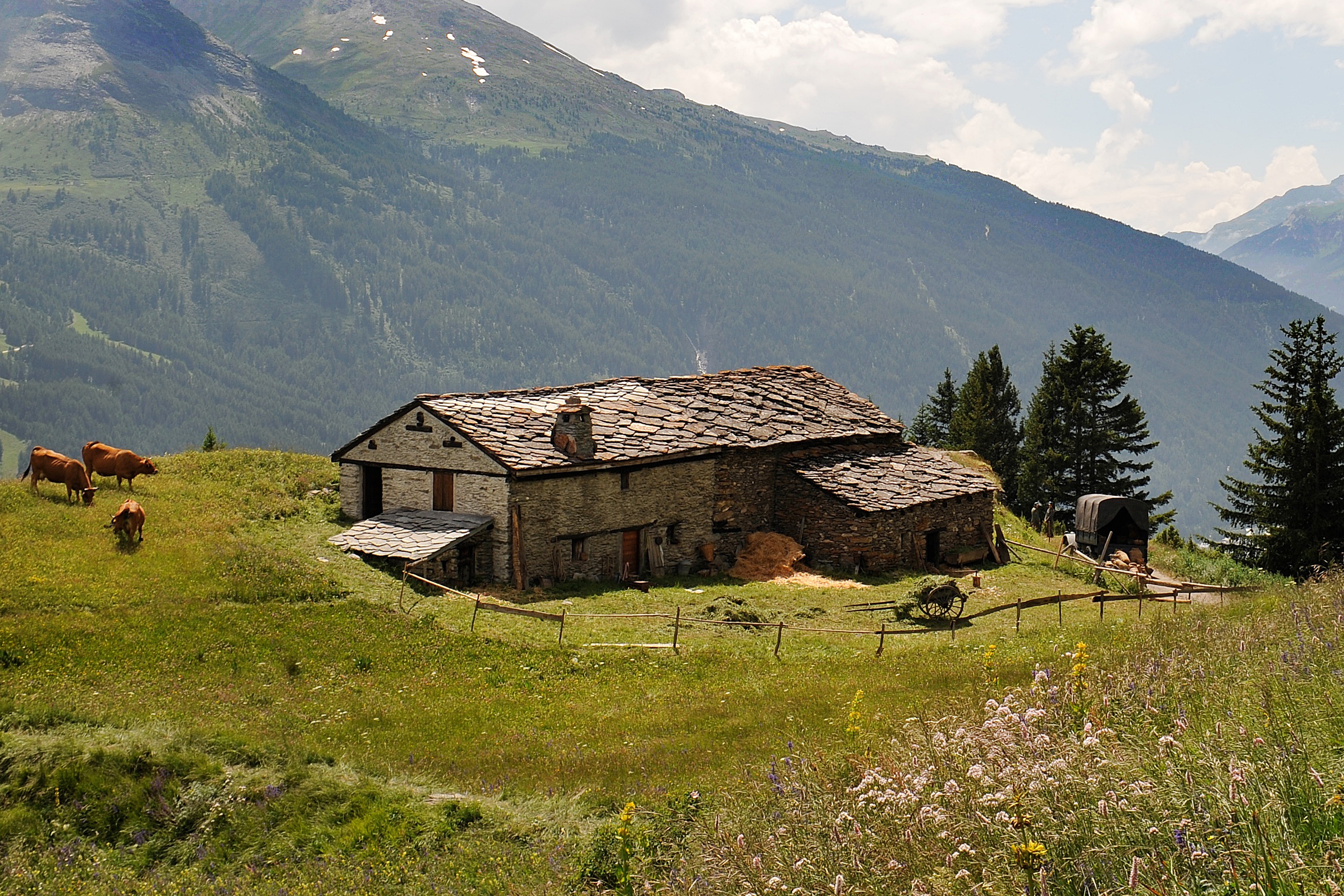 灵犬雪莉剧照的剧照