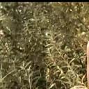 最后的铁甲列车剧照